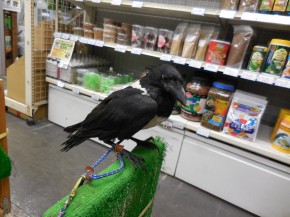 カラスはペットにできる 販売している場所と値段 飼育法など まとめいく Matomake